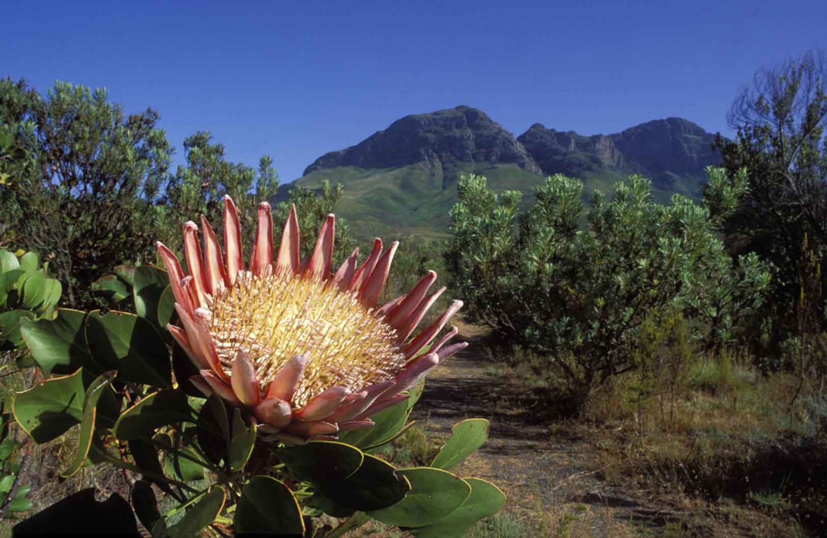 south african protea